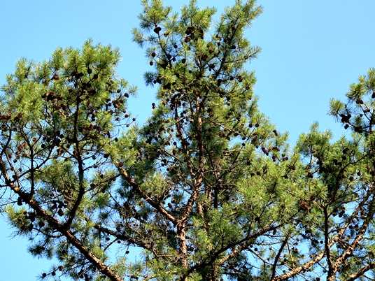 {Pinus echinata}